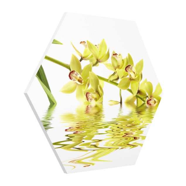 Forex hexagon - Elegant Orchid Waters