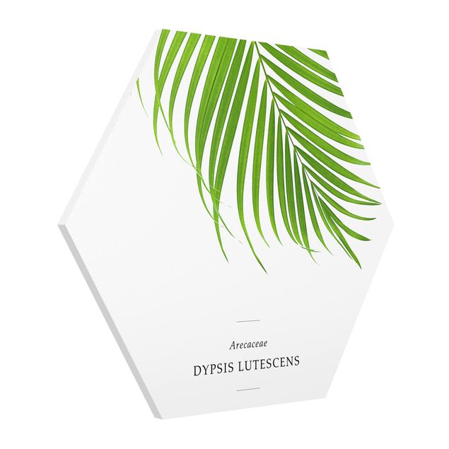Forex hexagon - Tropical Leaf Areca Palm
