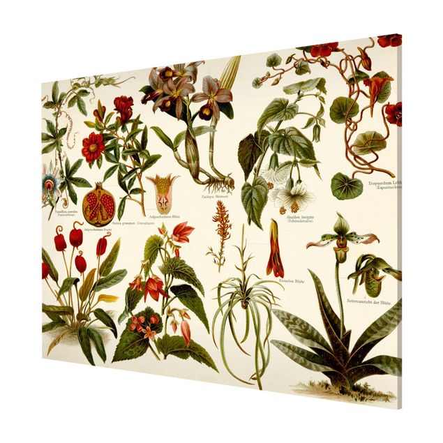 Magnetic memo board - Vintage Board Tropical Botany II