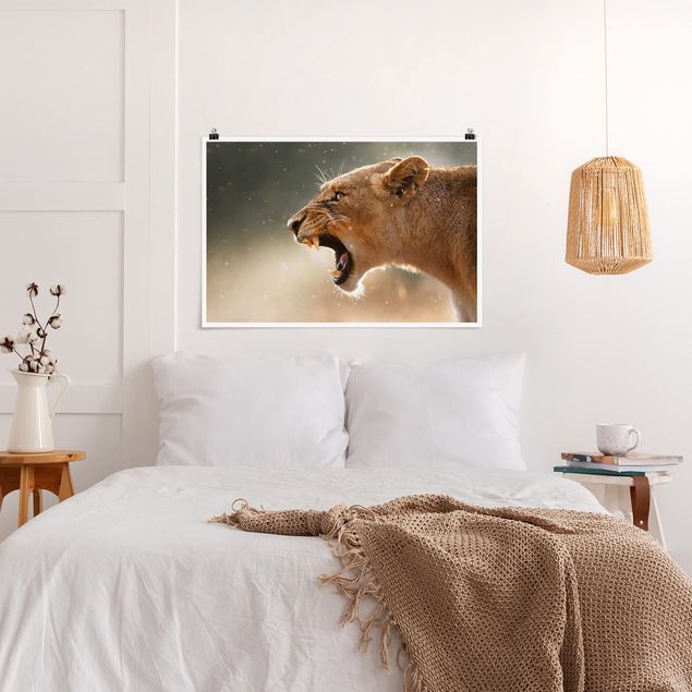Poster - Lioness on the hunt