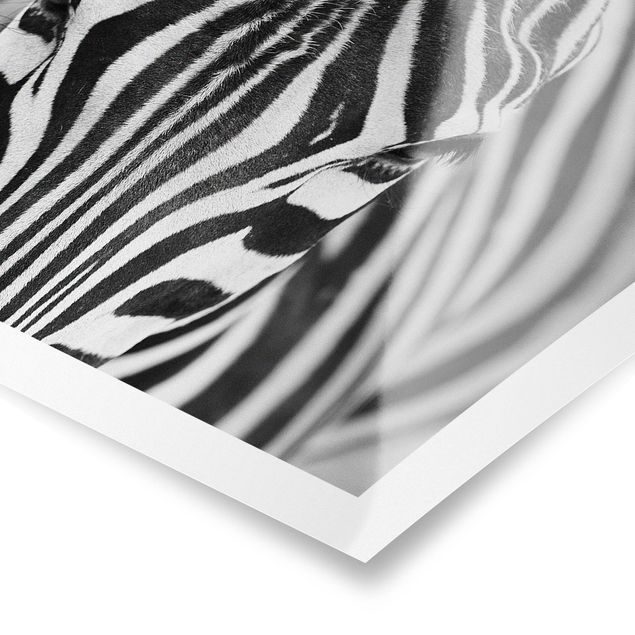 Poster - Zebra Look