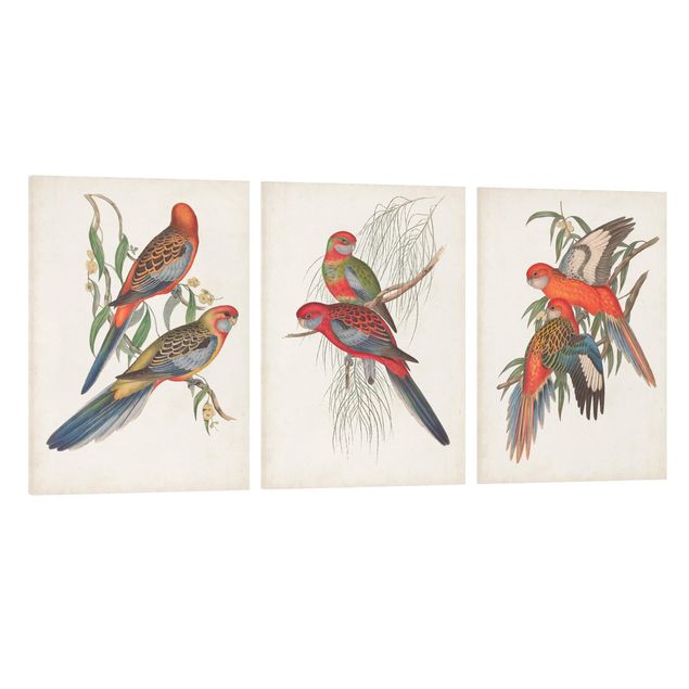 Print on canvas - Tropical Parrot Set I