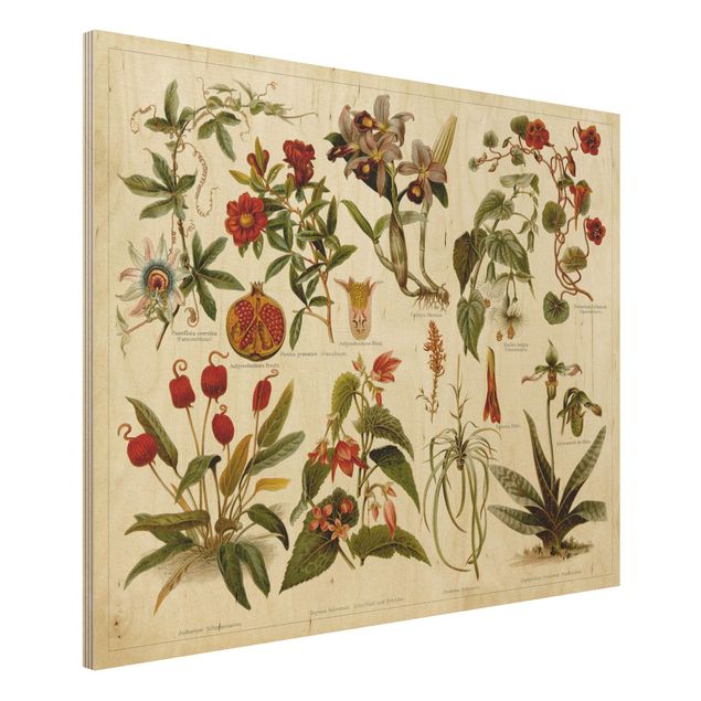 Print on wood - Vintage Board Tropical Botany II