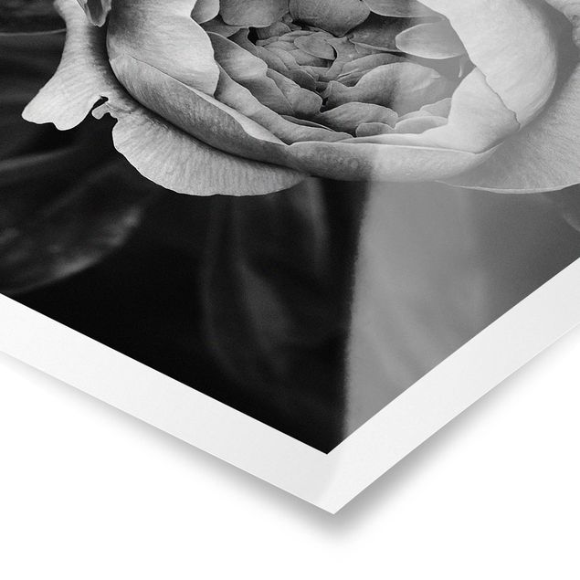 Poster - Peonies In Front Of Leaves Black And White