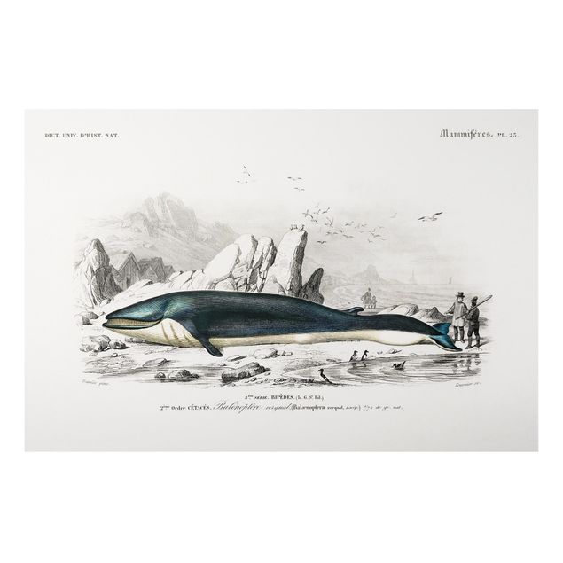 Print on aluminium - Vintage Board Blue Whale