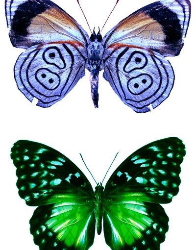 Window sticker - Butterflies Set 1
