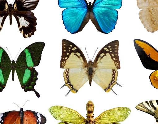 Window sticker - Butterflies Set II