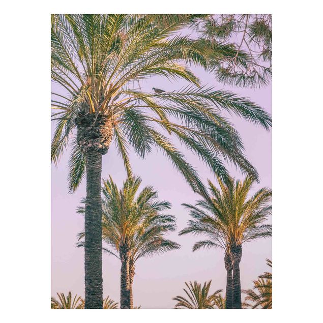 Print on aluminium - Palm Trees At Sunset
