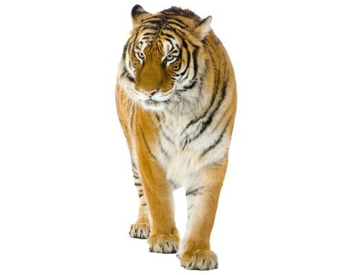 African wall stickers No.128 Indian Tiger