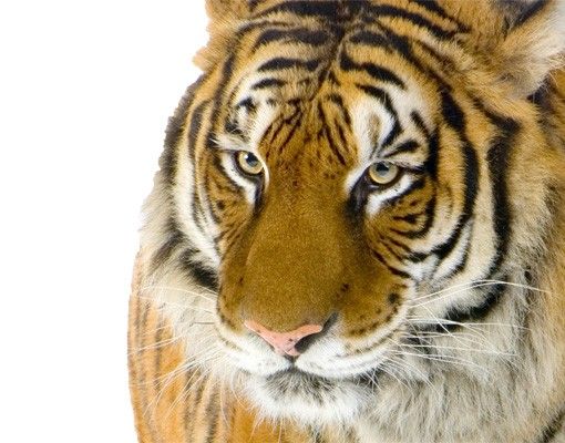 Autocolantes de parede tigres No.128 Indian Tiger
