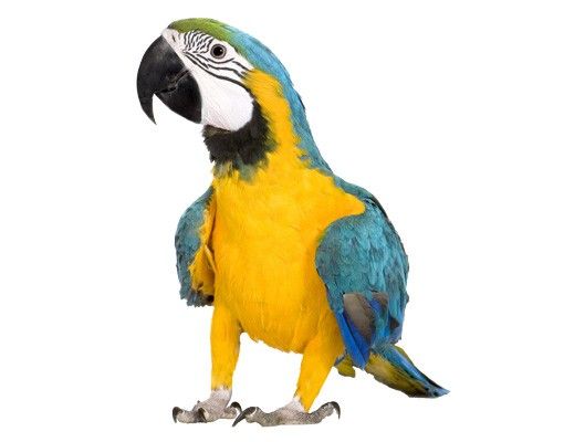 Autocolantes de parede pássaros Macaw
