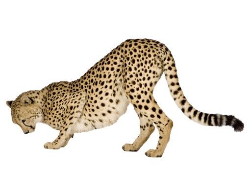 Animal wall decals No.145 Cheetah II