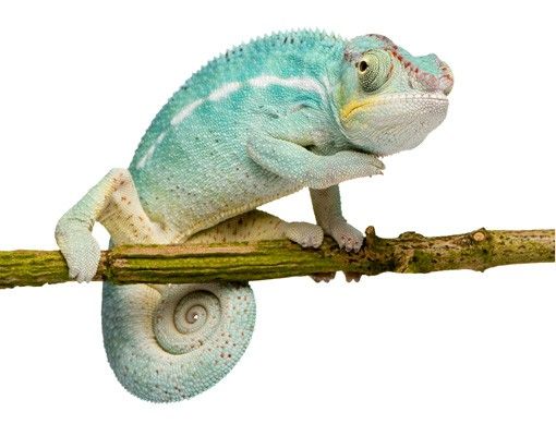 Wall stickers animals No.151 Blue Chameleon