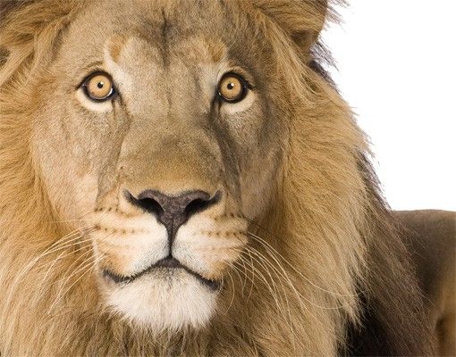 Animal wall decals No.153 Lion I