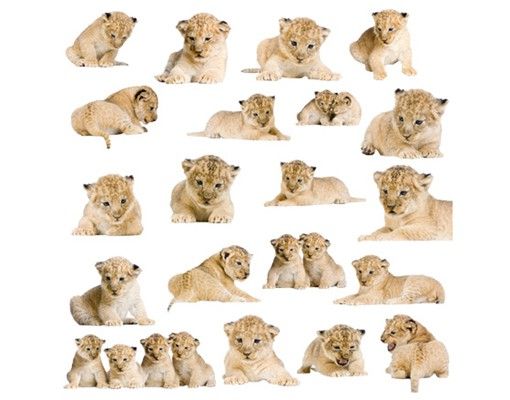 Lion wall decals No.158 Lionbaby Set
