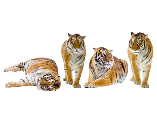 Autocolantes de parede tigres No.167 Tiger Set II