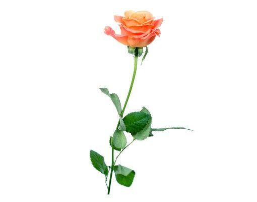 Wall stickers flower No.194 Rose Salmon