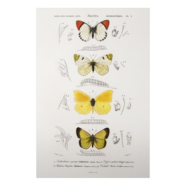 Print on aluminium - Vintage Board Butterflies II