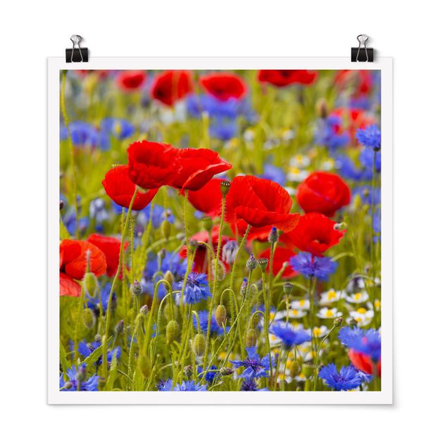 Poster - Summer Meadow With Poppies And Cornflowers