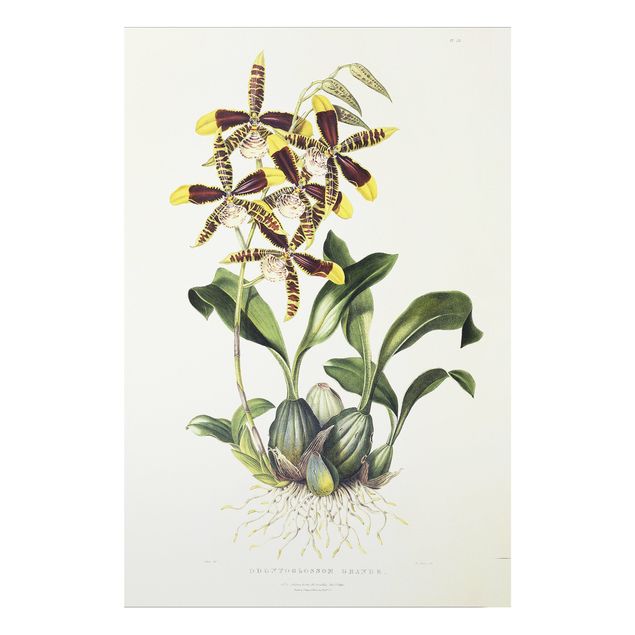 Print on forex - Maxim Gauci - Orchid II