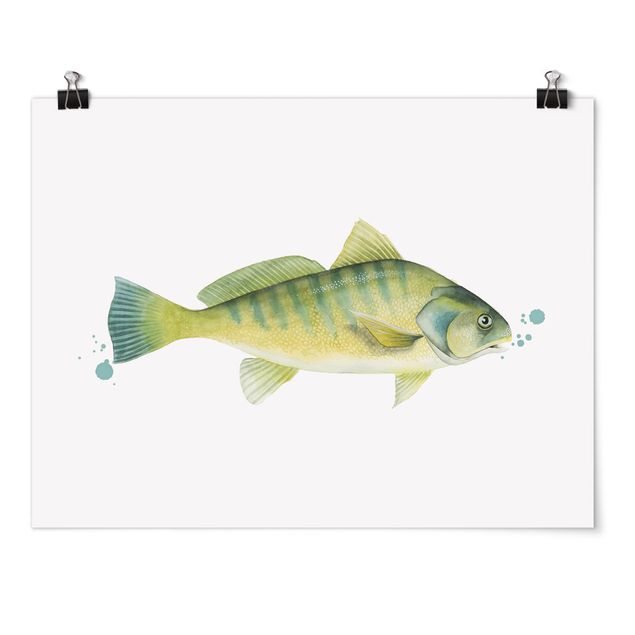 Poster - Color Catch - Perch