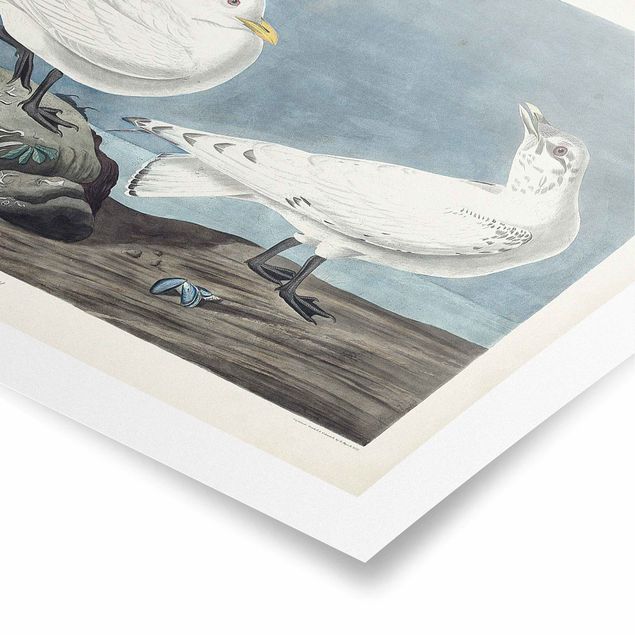 Poster - Vintage Board Ivory Gull