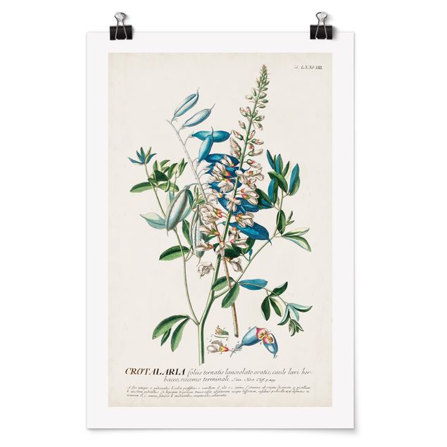 Poster - Vintage Botanical Illustration Legumes
