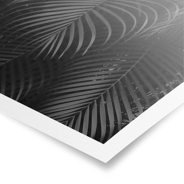 Poster - Black Palm Fronds