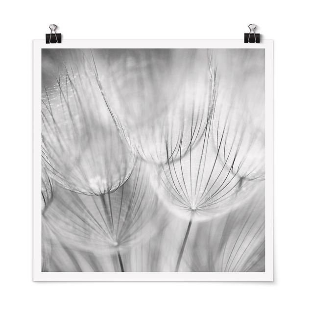 Poster - Dandelions Macro Shot In Black And White