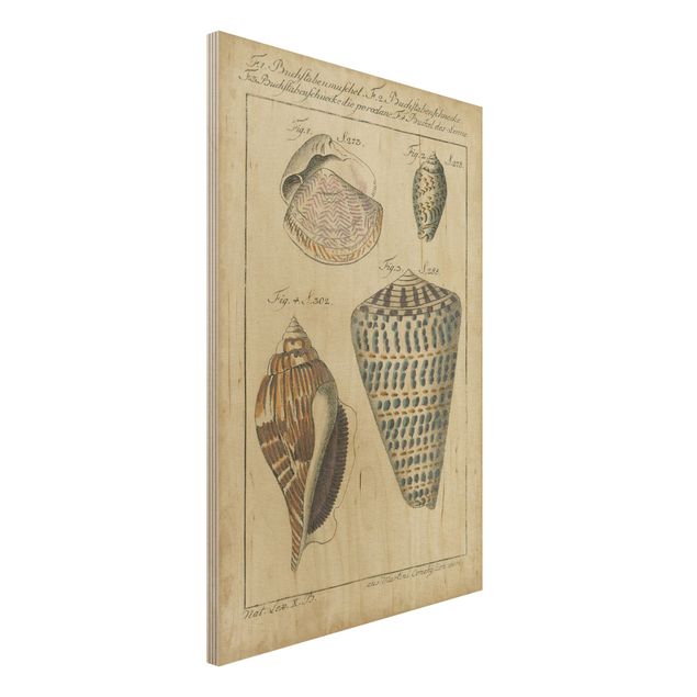 Print on wood - Vintage Conch Drawing Pattern Bunte