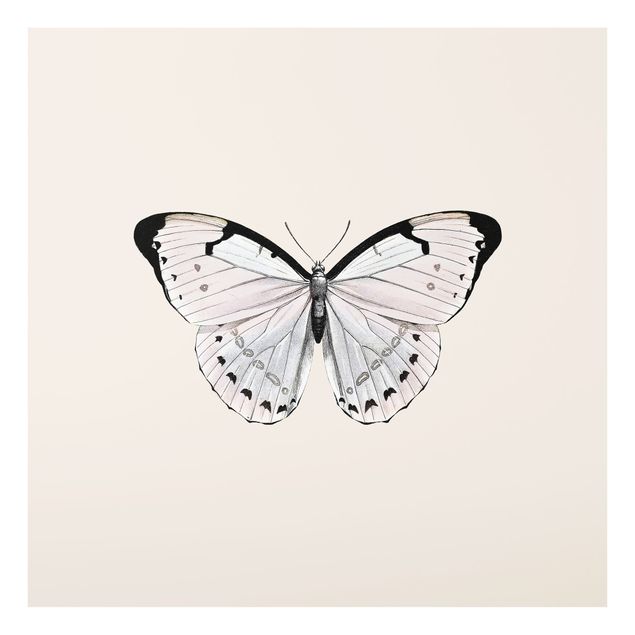 Splashback - Butterfly On Beige - Square 1:1