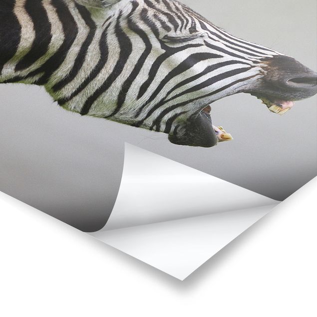 Poster - Roaring Zebra