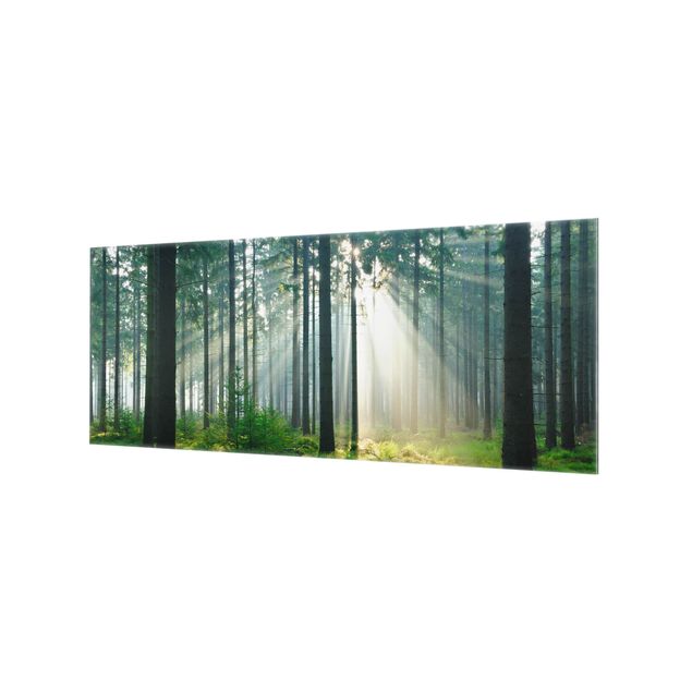 Splashback - Enlightened Forest