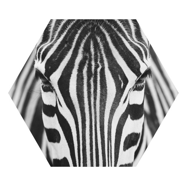 Forex hexagon - Zebra Look