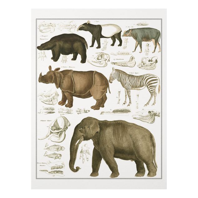 Print on forex - Vintage Board Elephant, Zebra And Rhino