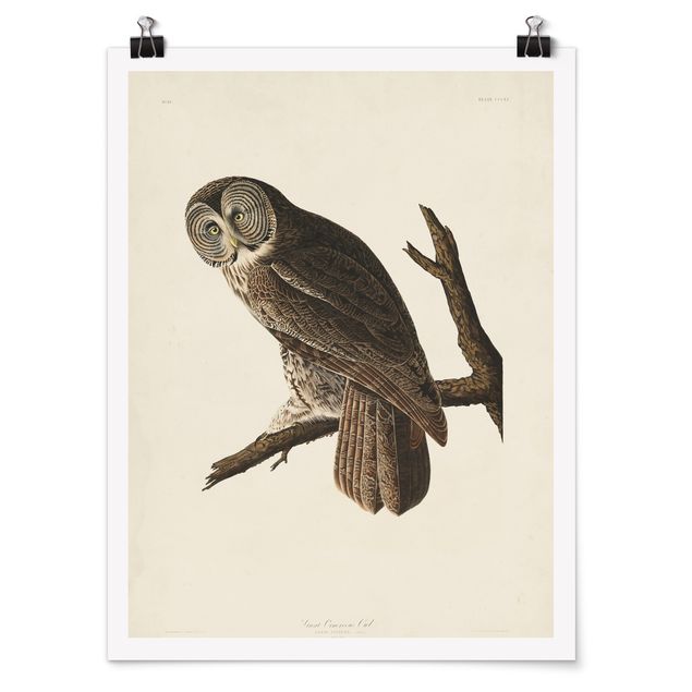 Poster - Vintage Board Great Owl