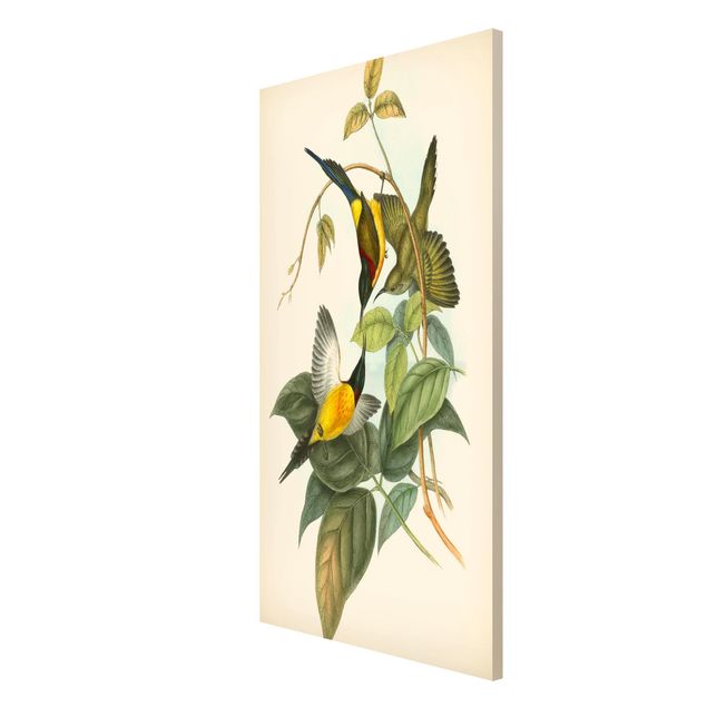 Magnetic memo board - Vintage Illustration Tropical Birds IV