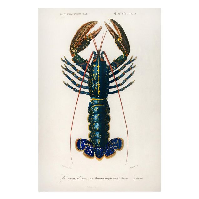 Magnetic memo board - Vintage Board Blue Lobster