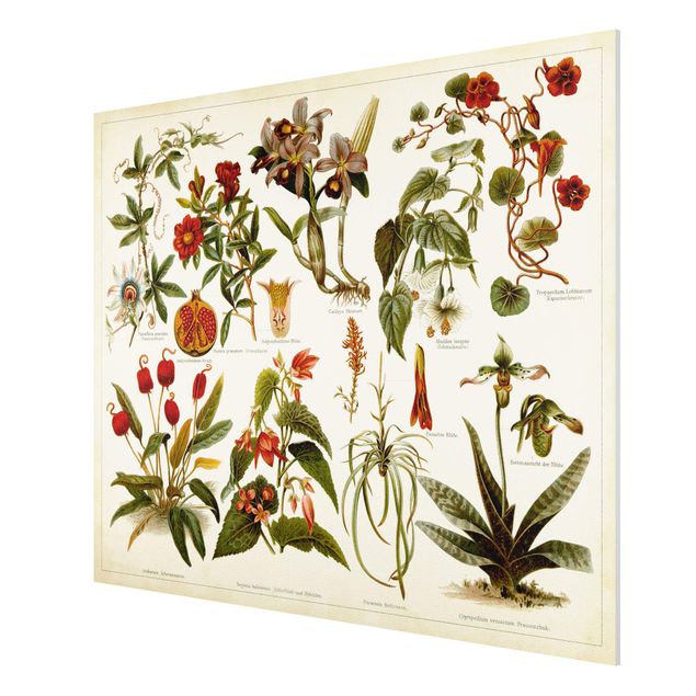 Print on forex - Vintage Board Tropical Botany II
