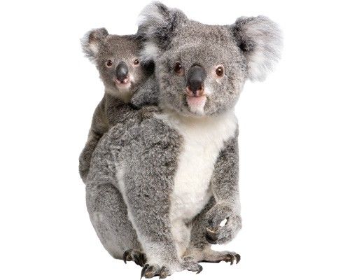 Wall sticker - Koala Bears
