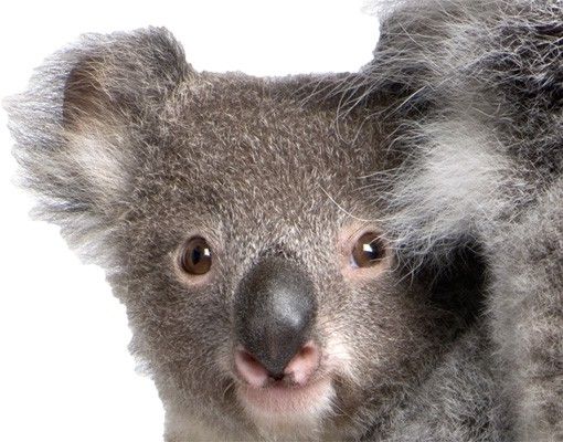 Wall sticker - Koala Bears