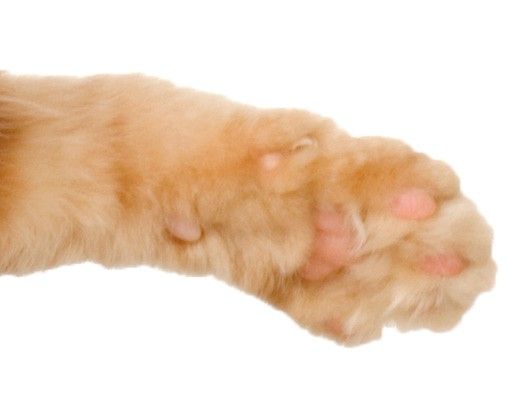 Window sticker - Kitty with Paw
