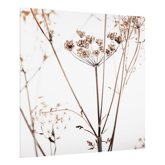 Splashback - Dried Flower With Light And Shadows - Square 1:1