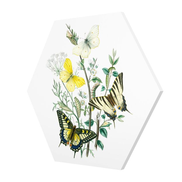 Forex hexagon - British Butterflies III