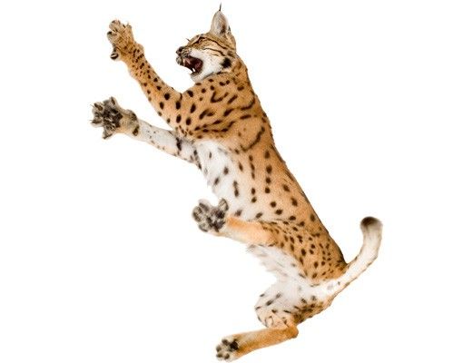 Wall stickers animals No.370 Attacking Lynx