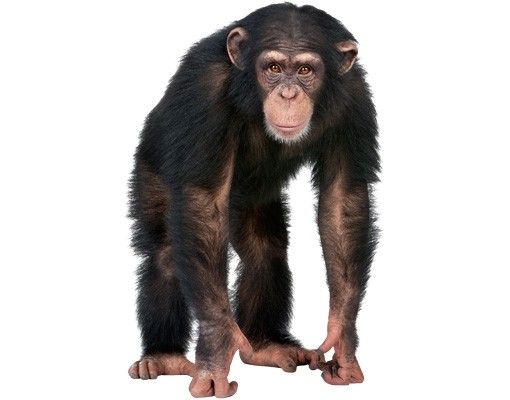 Animal wall decals No.290 Attentive Monkey