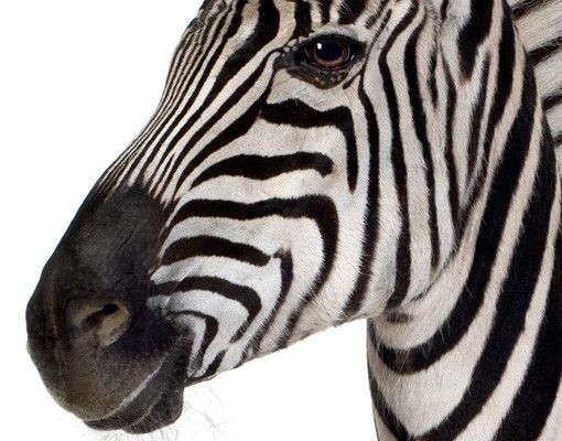 Window sticker - Smiling Zebra