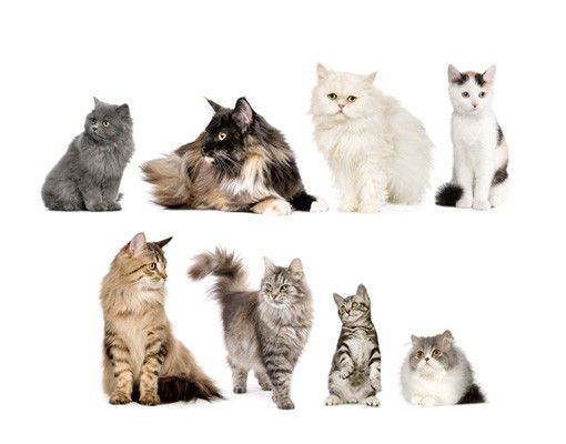 Animal wall decals No.417 Cat's Gang
