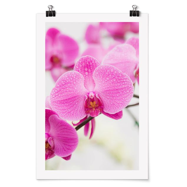 Poster - Close-Up Orchid