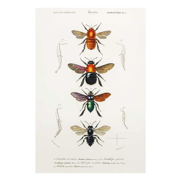 Glass print - Vintage Board Insects